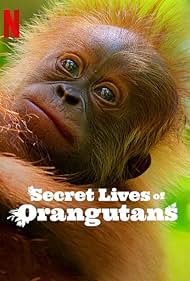 Az orangutánok titkos élete🌿